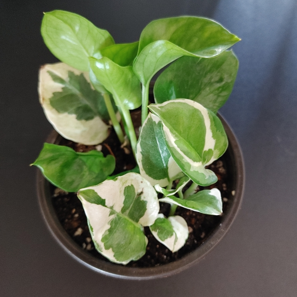 Pearls and Jade pothos starter plant 3 in